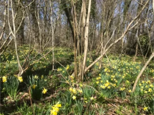 Part of the Daffodil Way near Dymock